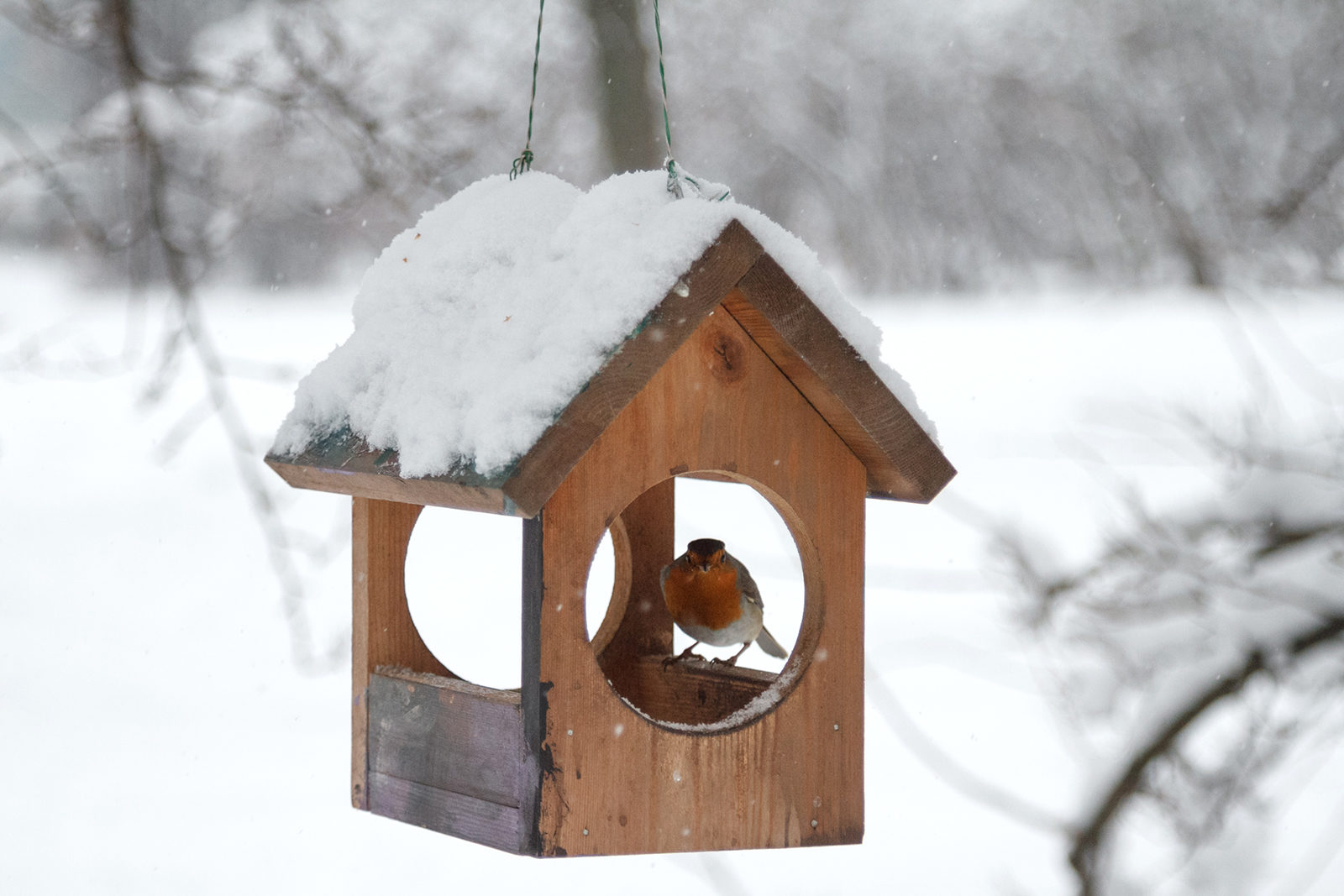 Акция «Покормите птиц зимой» в парке «Сокольники» – события на сайте «Московские Сезоны»