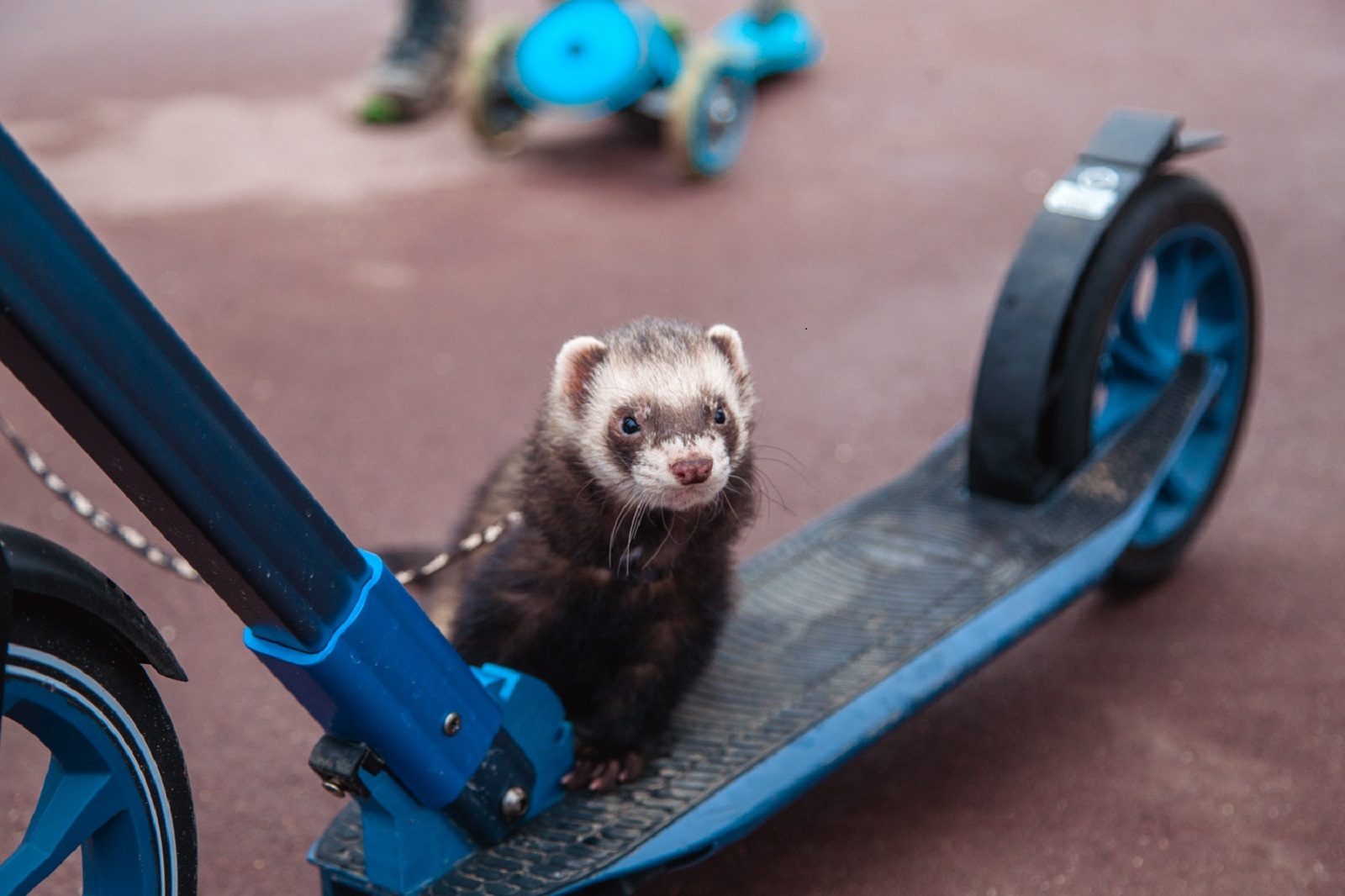 День хорька в парке «Сокольники» – события на сайте «Московские Сезоны»