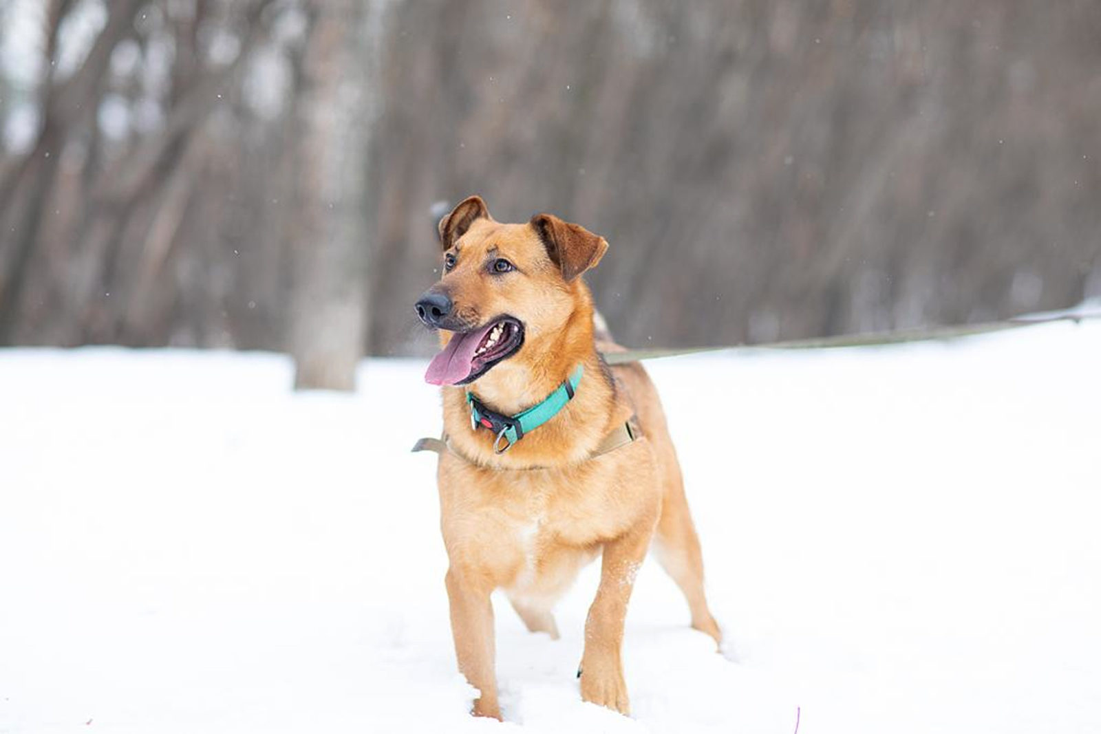 Благотворительная акция «Подари Рождество» в парке у Джамгаровского пруда – события на сайте «Московские Сезоны»