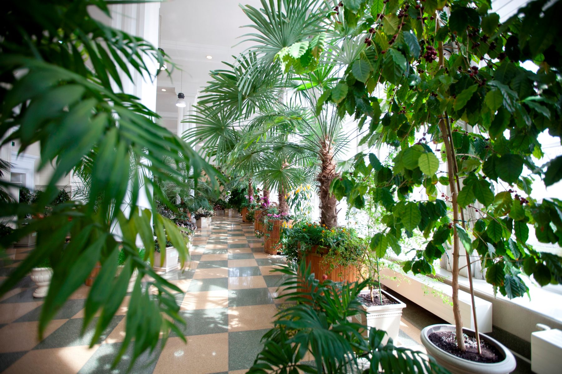 Ботаническая беседа «Новогодние и рождественские растения мира» – события на сайте «Московские Сезоны»