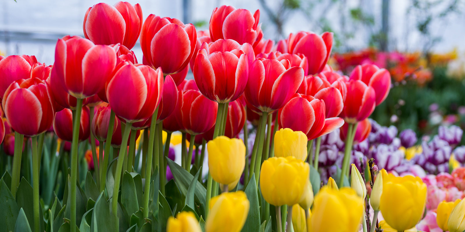 Выставка «Репетиция весны» в «Аптекарском огороде» – события на сайте «Московские Сезоны»