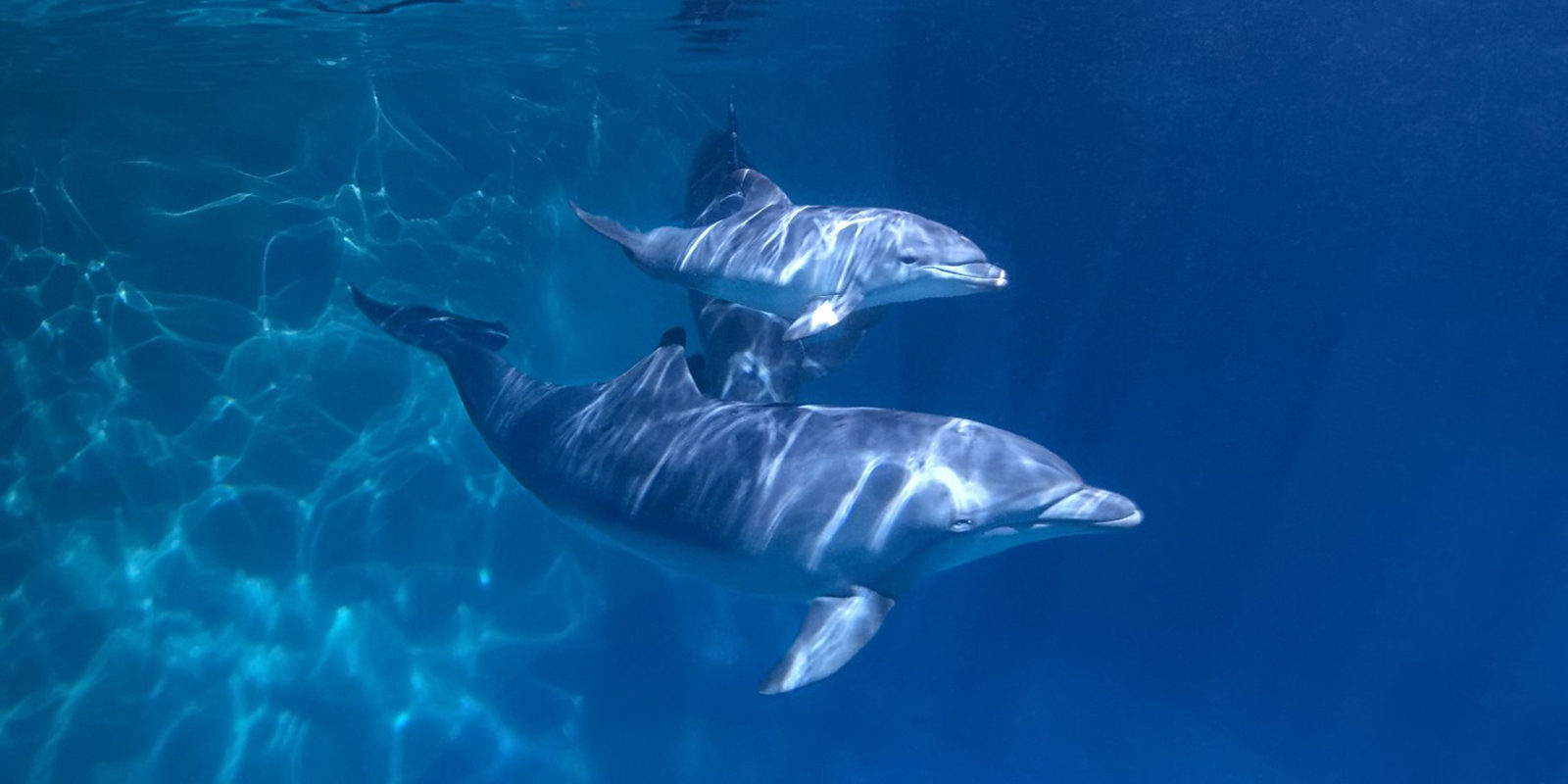 «Хозяин океана» в детской библиотеке имени А.П. Гайдара – события на сайте «Московские Сезоны»