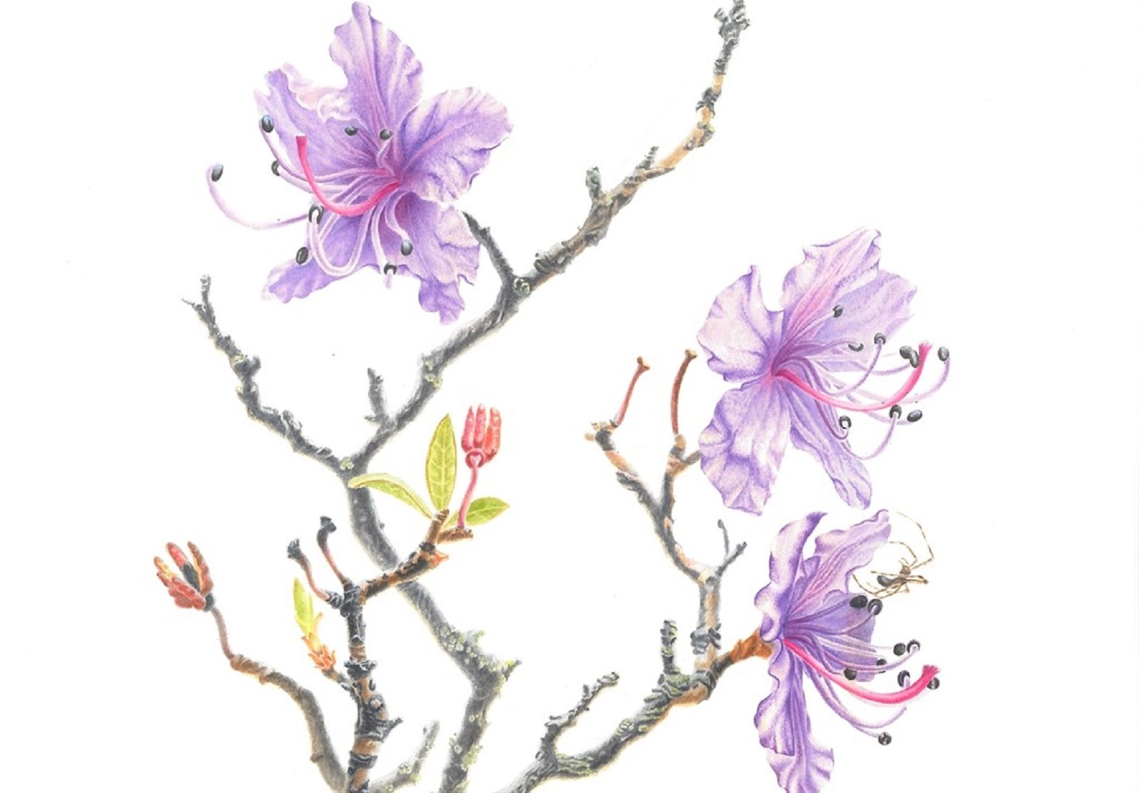 Выставка «Цветок Даурии» в КЦ «Москвич» – события на сайте «Московские Сезоны»