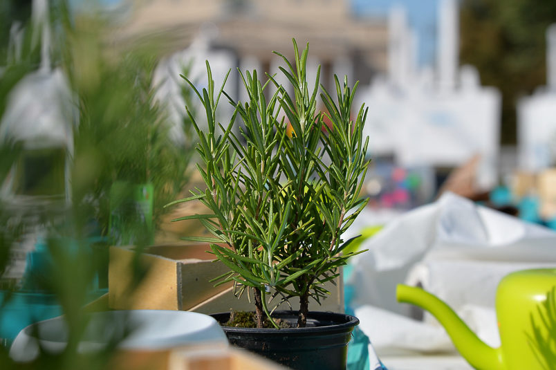 Студия живых цветов на Страстном – события на сайте «Московские Сезоны»