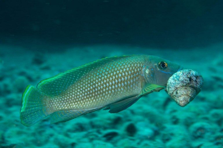 Показ фильма «Our planet. Прибрежные моря» в Еврейском музее – события на сайте «Московские Сезоны»