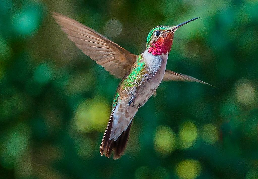 Виртуальная экскурсия «Птицы – кто они?» – события на сайте «Московские Сезоны»