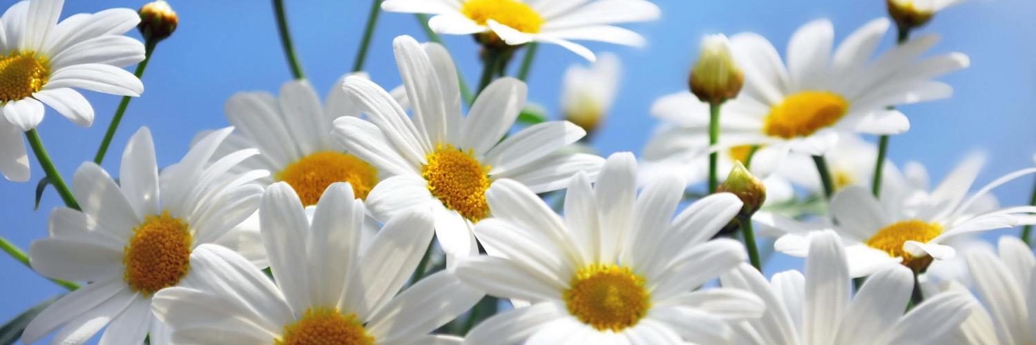 Видеопрезентация «День Петра и Февронии» – события на сайте «Московские Сезоны»