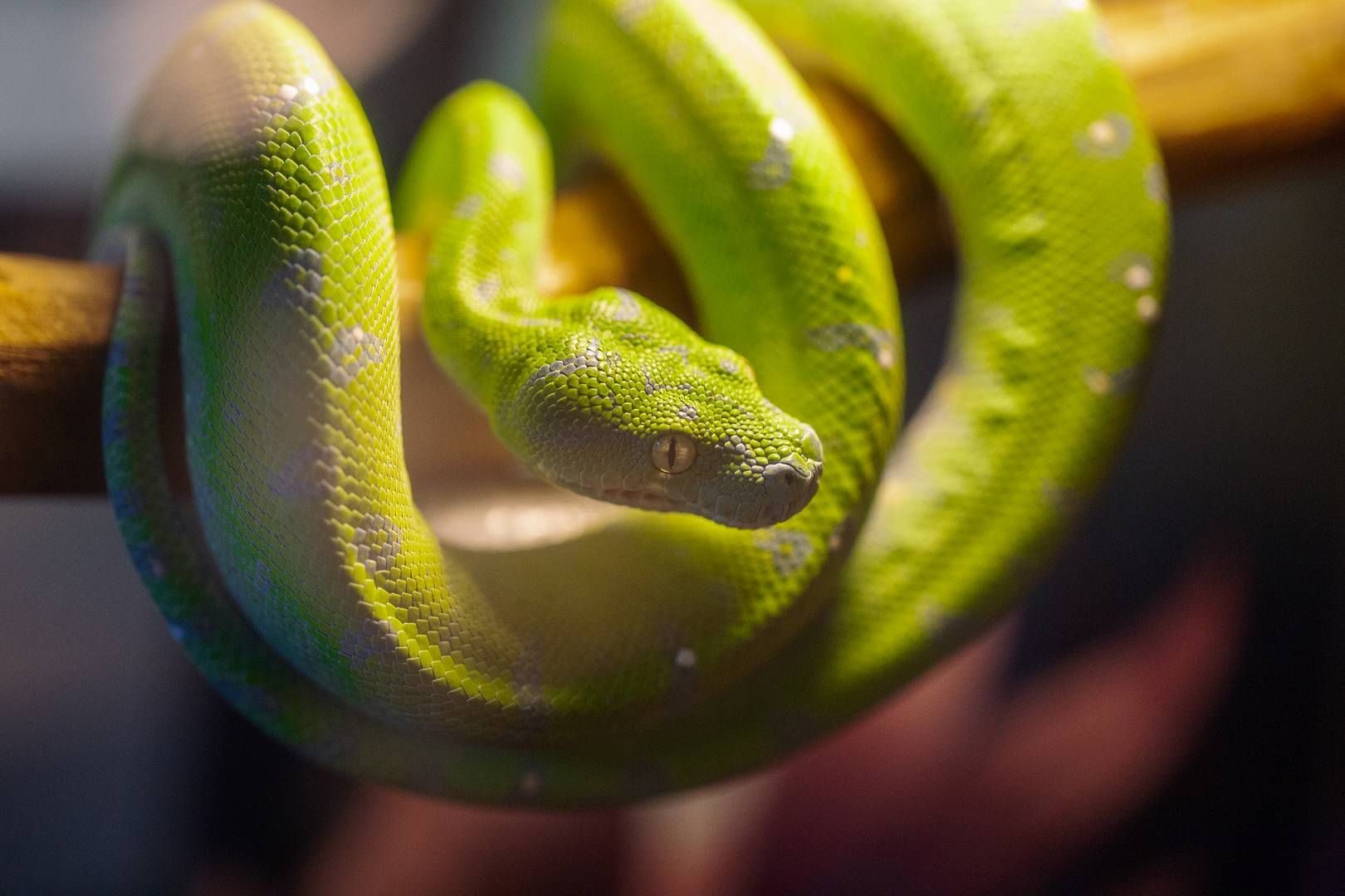 «Террамания» в Биологическом музее – события на сайте «Московские Сезоны»