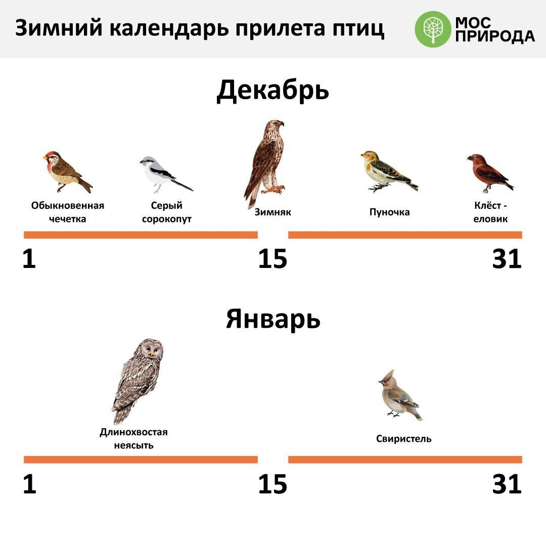Гости с севера: какие птицы прилетают зимовать в Москву