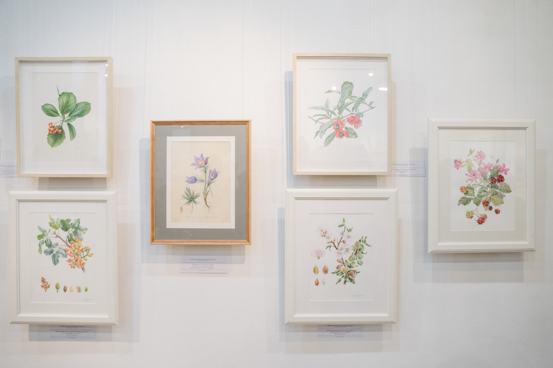 Выставка «Оживший цветок Панацеи. Лекарственные растения мира» в Галерее «На Каширке» – события на сайте «Московские Сезоны»