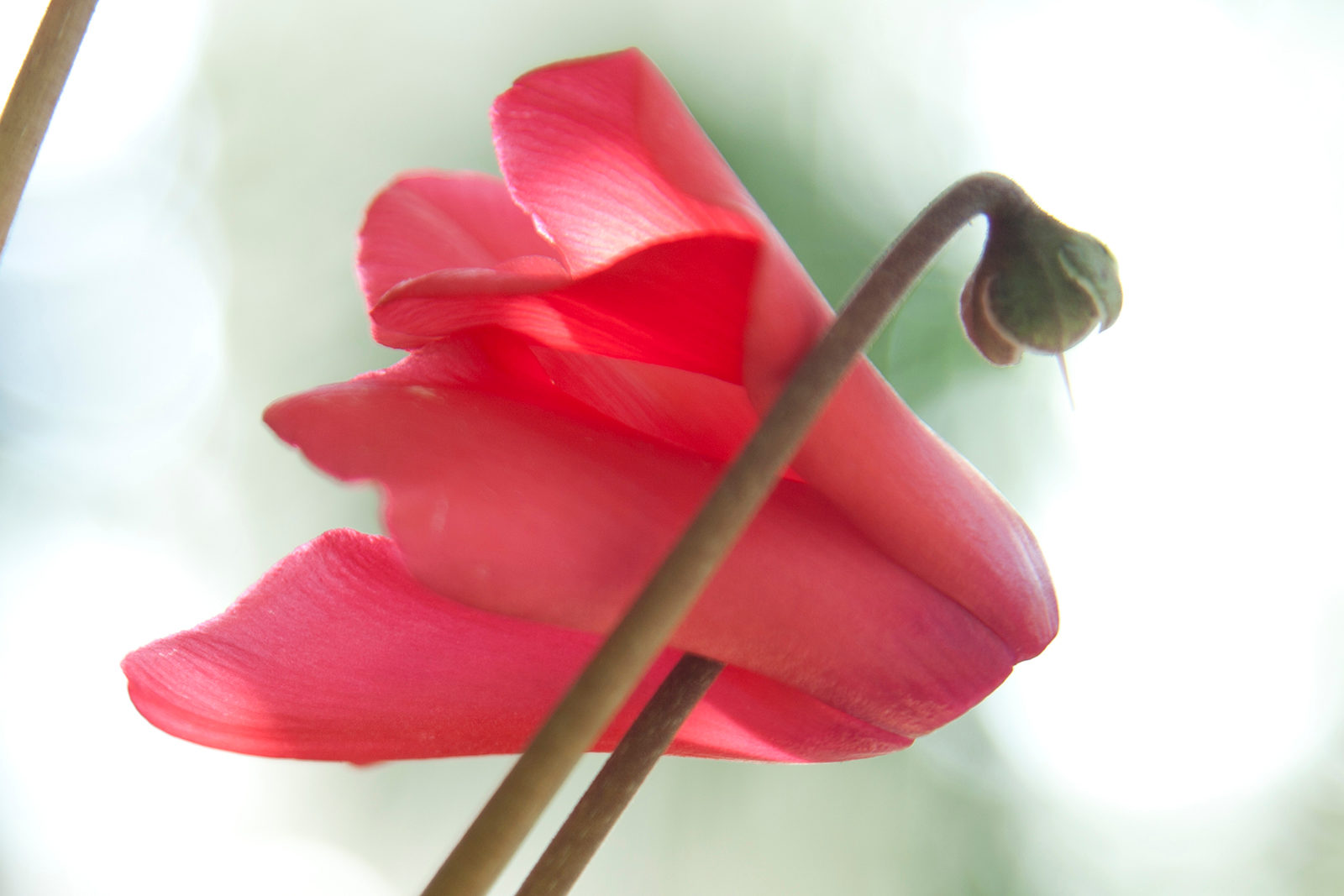 Онлайн-лекция об уходе за цикламенами в музее-заповеднике «Царицыно» – события на сайте «Московские Сезоны»