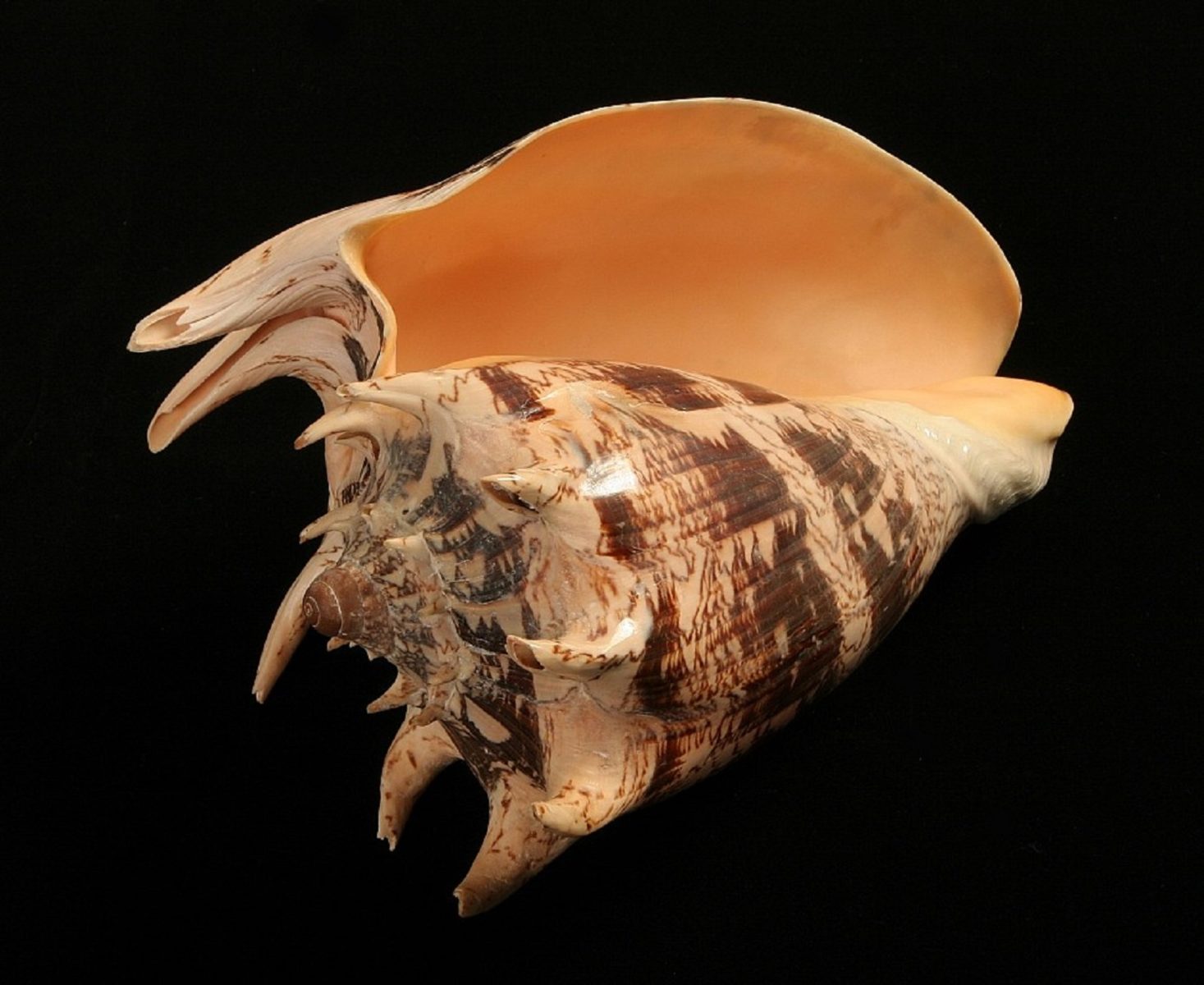 Онлайн-выставка «Колючие мягкотелые» в Государственном Дарвиновском музее – события на сайте «Московские Сезоны»