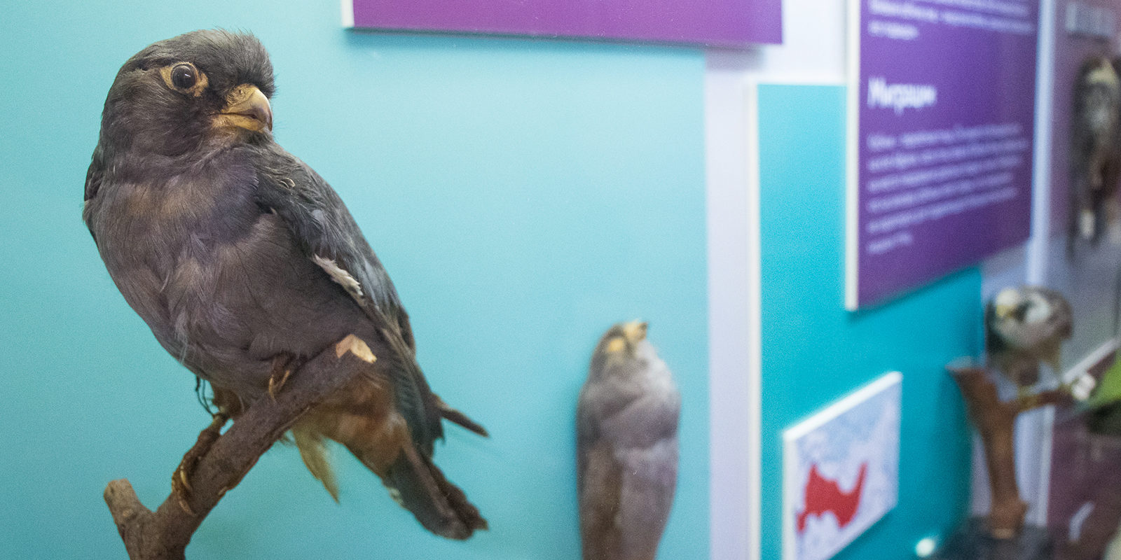 Выставка «Гроза насекомых» в Биологическом музее имени К.А. Тимирязева – события на сайте «Московские Сезоны»