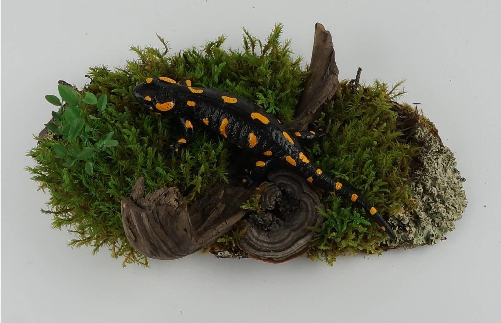 Выставка «1:100 или 100:1. Макеты и модели в Биологическом музее» – события на сайте «Московские Сезоны»