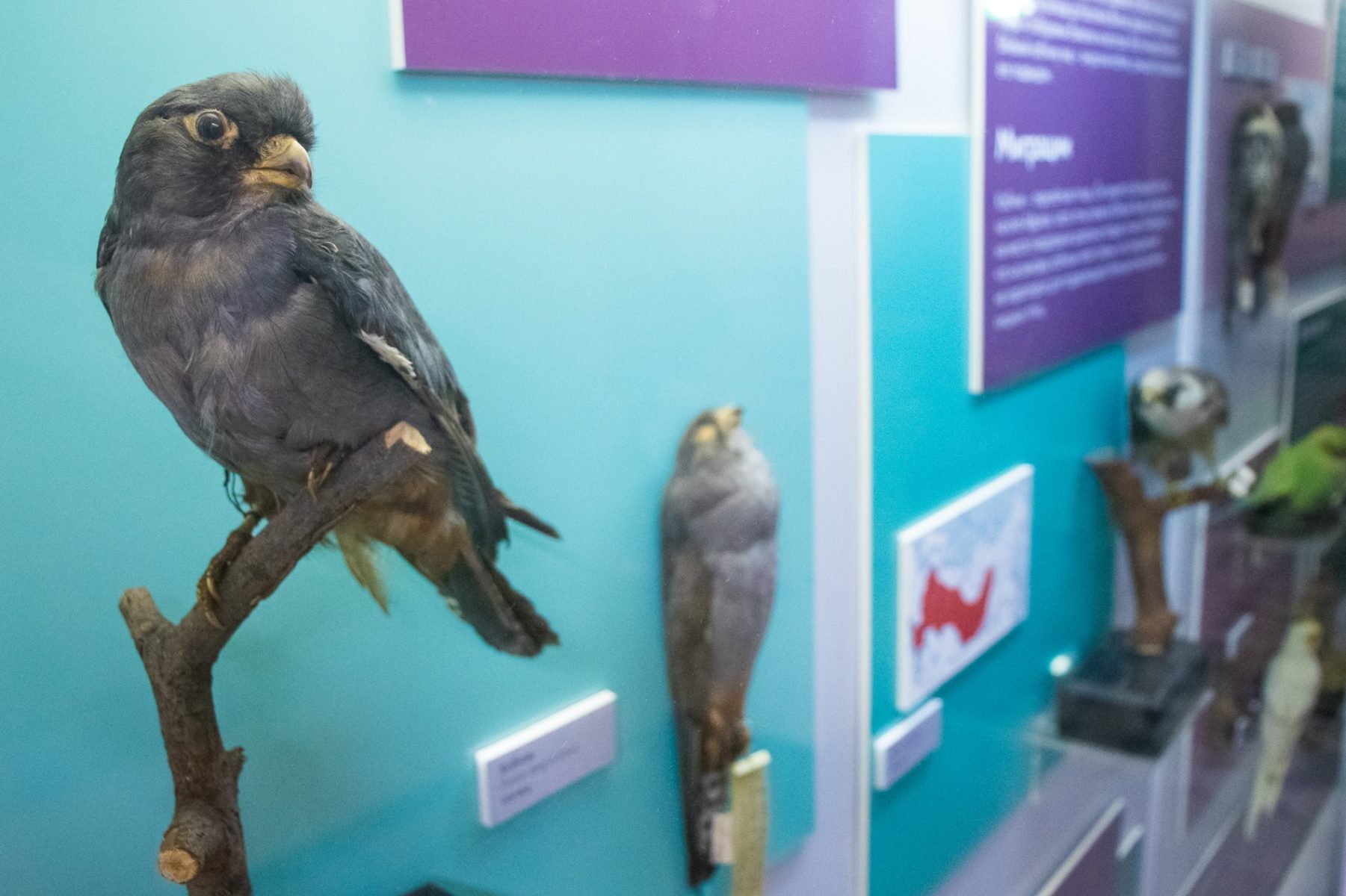 Выставка «Гроза насекомых» в Биологическом музее имени К. А. Тимирязева – события на сайте «Московские Сезоны»