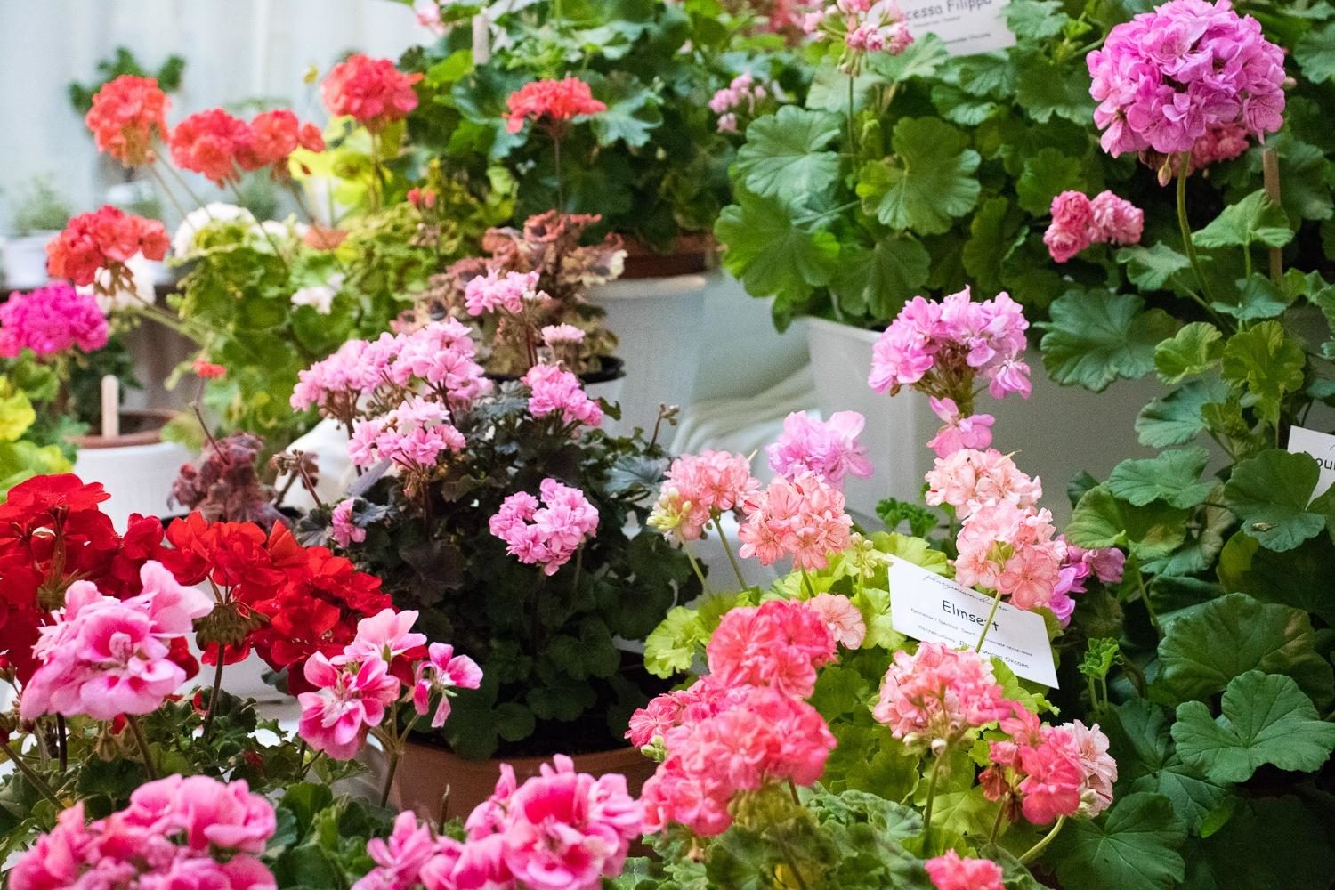 Выставка «Ужель та самая герань?» в Биологическом музее имени К. А. Тимирязева  – события на сайте «Московские Сезоны»