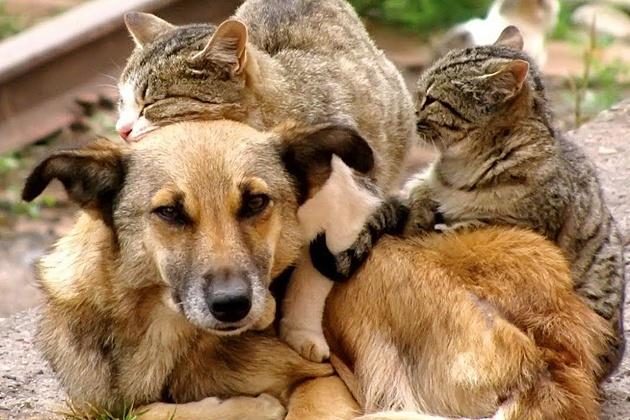 Лекция «О животных с любовью» в КЦ «Доброволец» – события на сайте «Московские Сезоны»