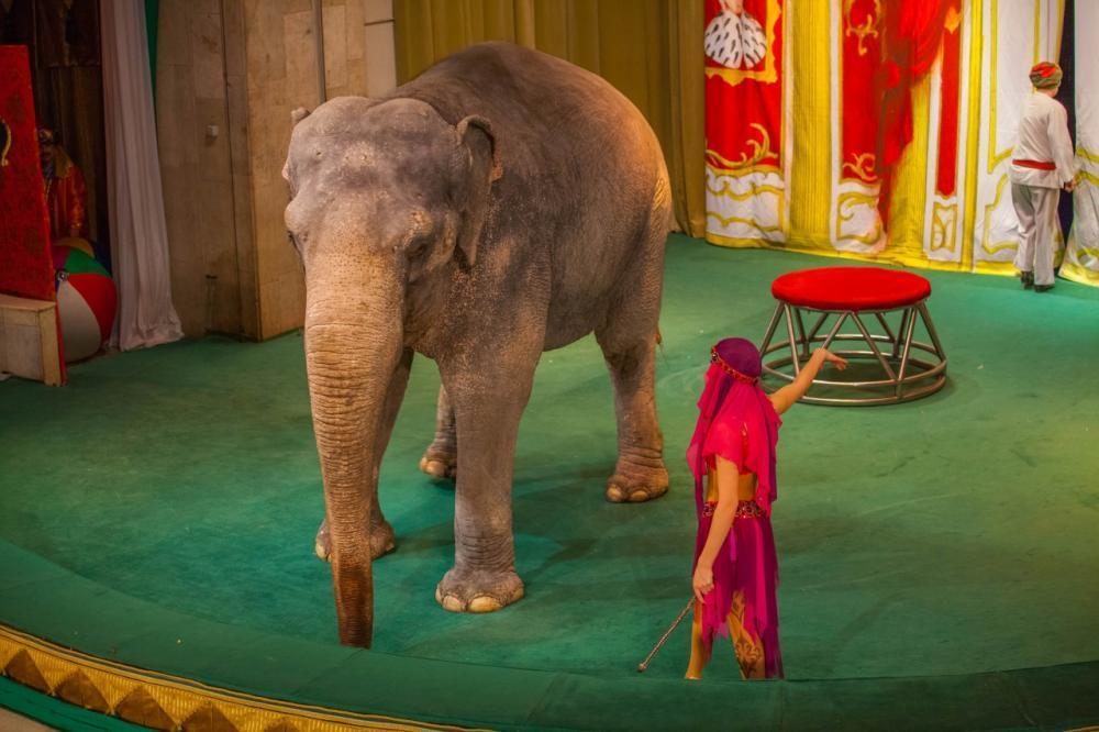 Спектакль «Необыкновенное путешествие» в Уголке дедушки Дурова  – события на сайте «Московские Сезоны»