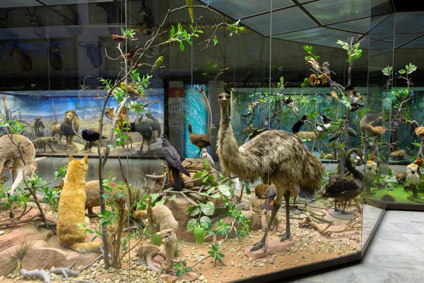Выставка в зале «Зоогеография» в Дарвиновском музее  – события на сайте «Московские Сезоны»