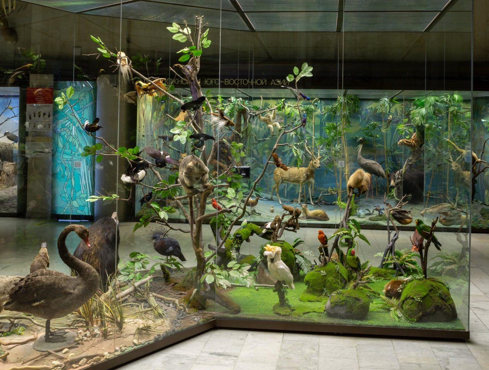 Выставка в зале «Зоогеография» в Дарвиновском музее  – события на сайте «Московские Сезоны»