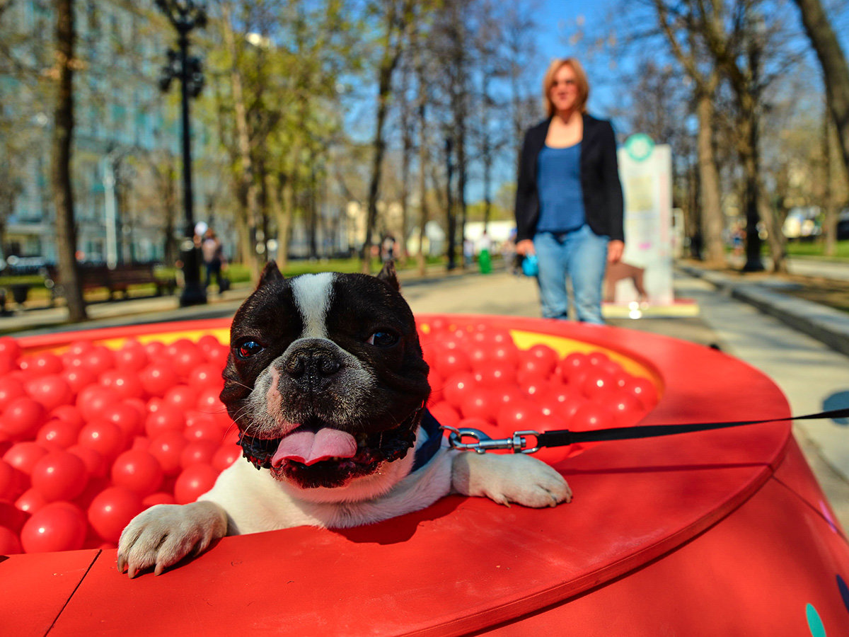 Ветлаборатория спецпроекта «Четвероногий друг» – события на сайте «Московские Сезоны»
