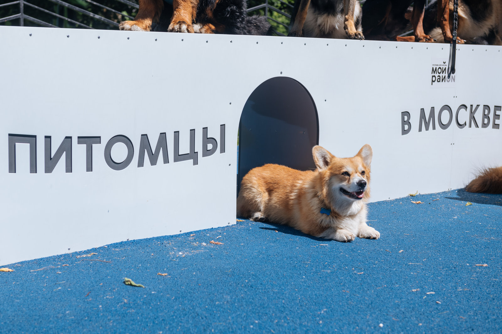 Открытие современной площадки для выгула собак в Останкинском районе – события на сайте «Московские Сезоны»