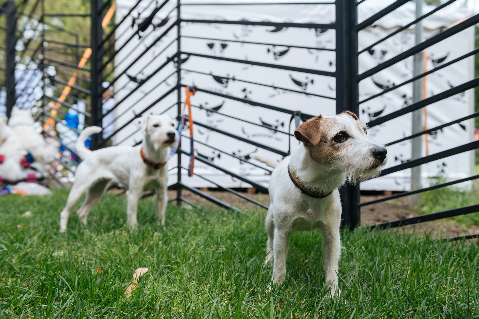 Открытие современной площадки для выгула собак в Новогиреево – события на сайте «Московские Сезоны»