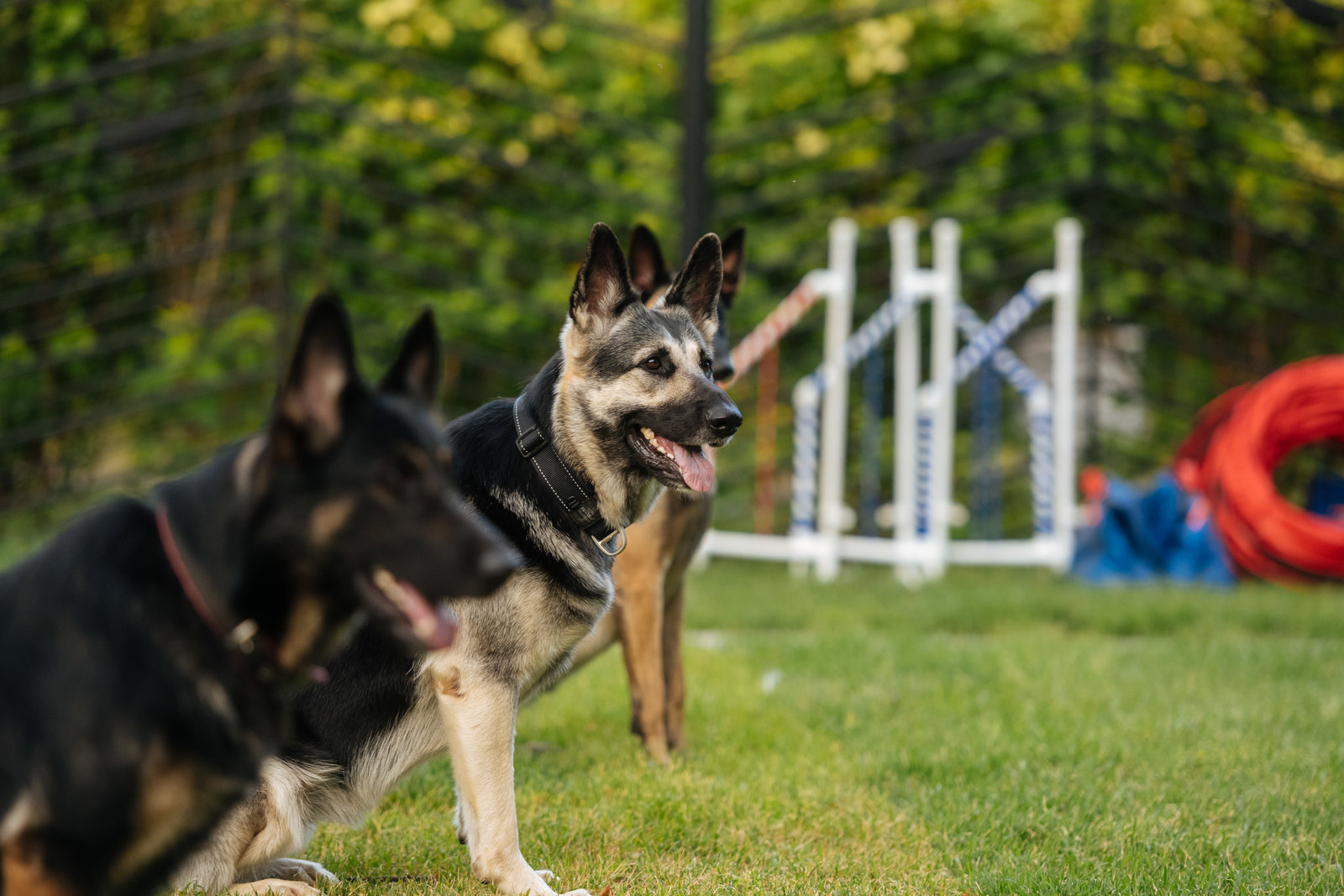 Открытие современной площадки для выгула собак в Хорошевском районе – события на сайте «Московские Сезоны»