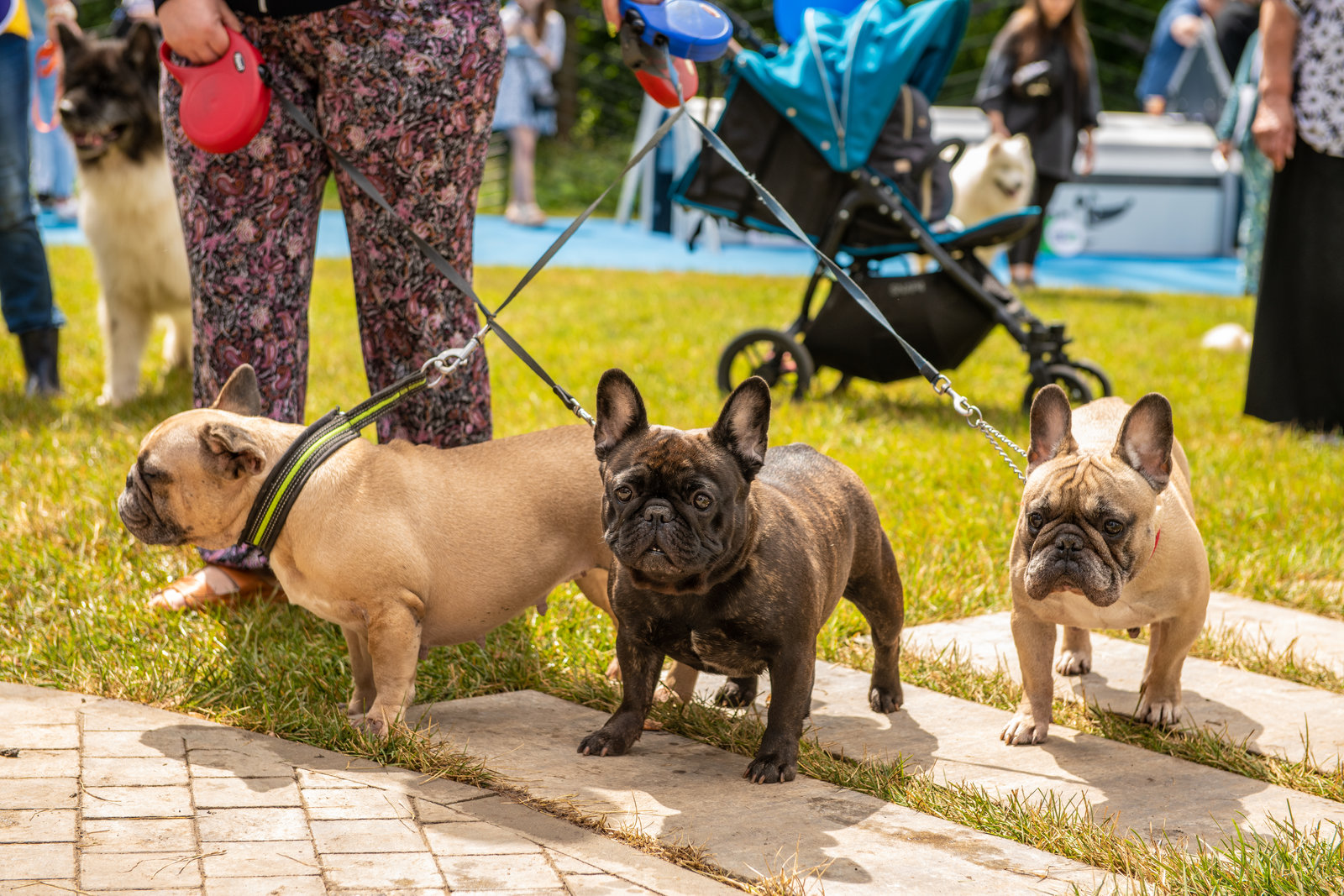 Открытие современной площадки для выгула собак в Печатниках – события на сайте «Московские Сезоны»
