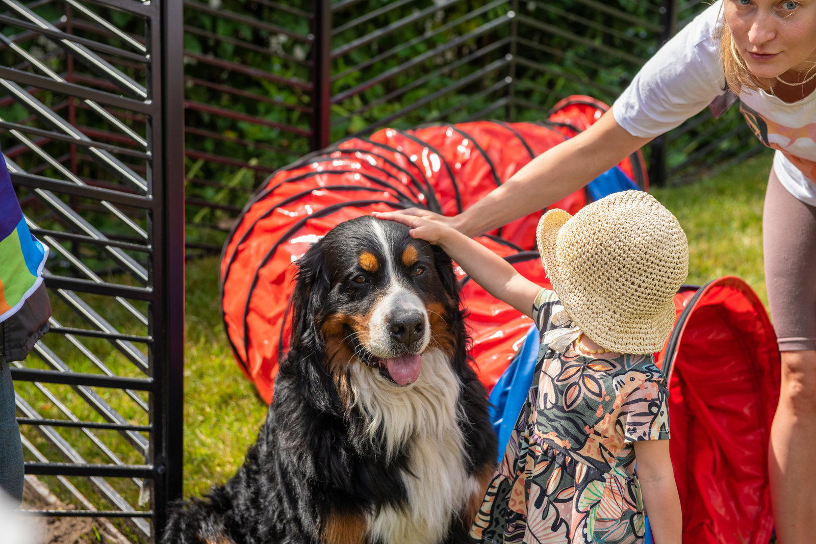 Открытие современной площадки для выгула собак в Беговом районе – события на сайте «Московские Сезоны»