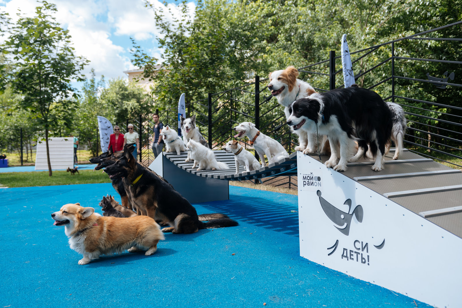Открытие современной площадки для выгула собак в Нагатинском затоне – события на сайте «Московские Сезоны»