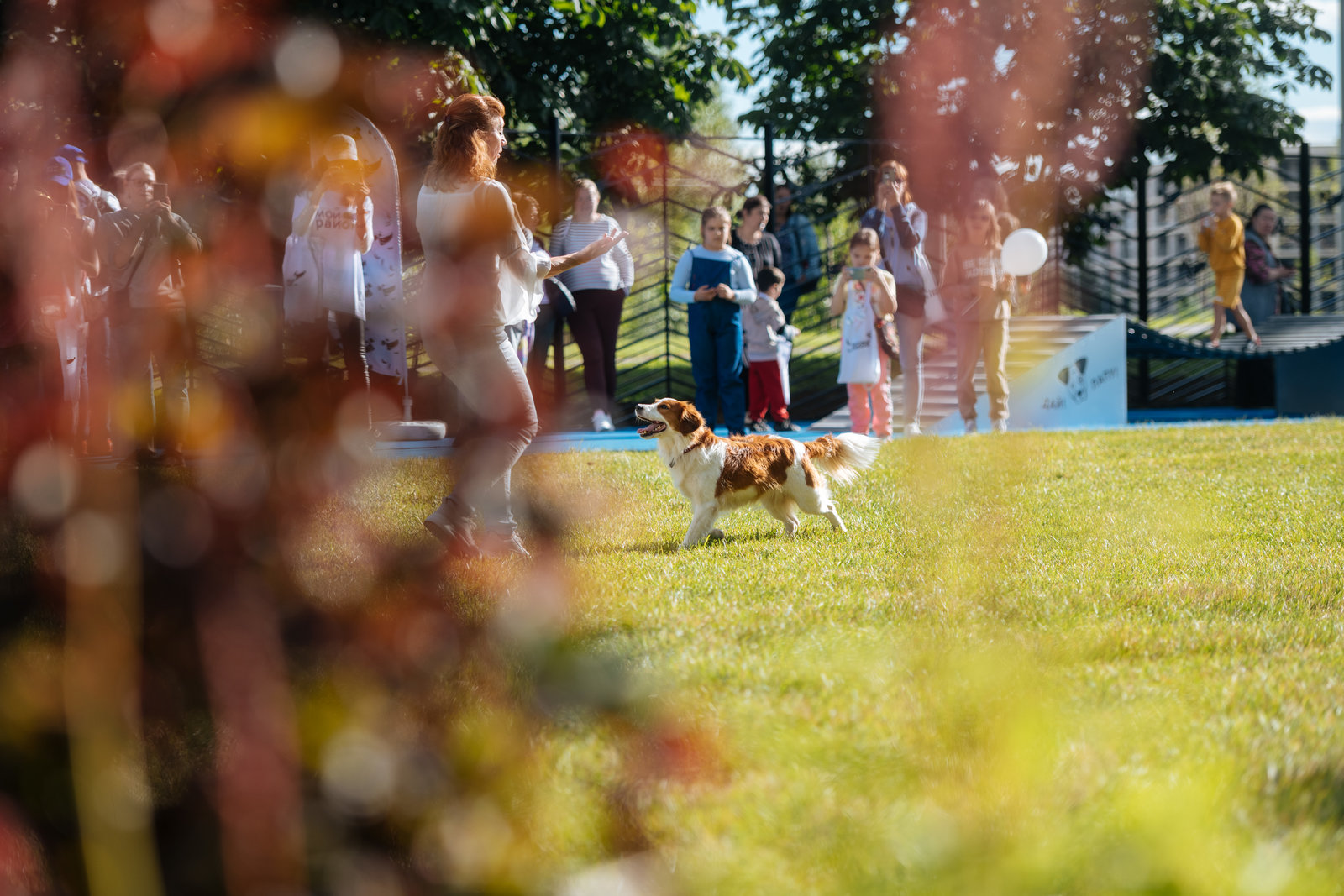 Открытие современной площадки для выгула собак в Вешняках – события на сайте «Московские Сезоны»
