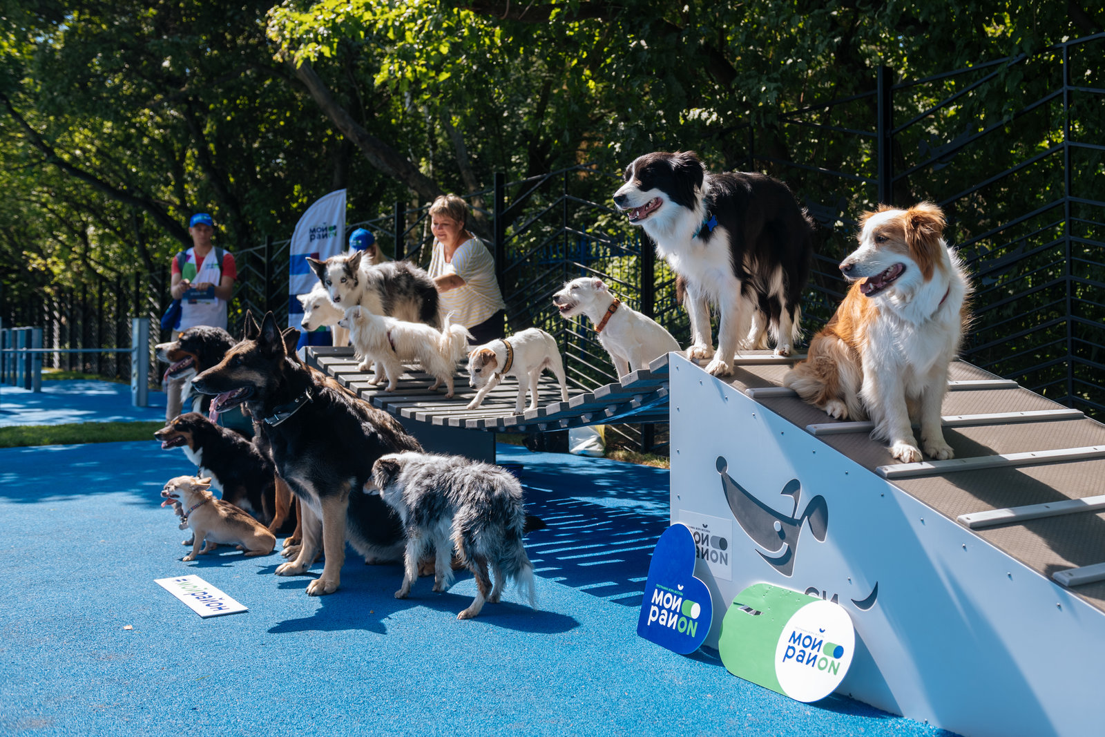Открытие современной площадки для выгула собак на проспекте Вернадского – события на сайте «Московские Сезоны»
