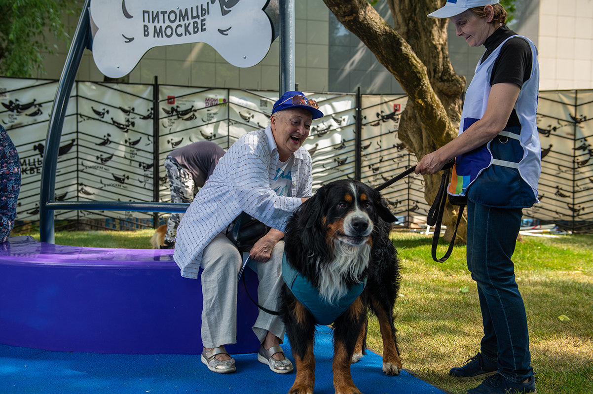Открытие современной площадки для выгула собак в Митино – события на сайте «Московские Сезоны»