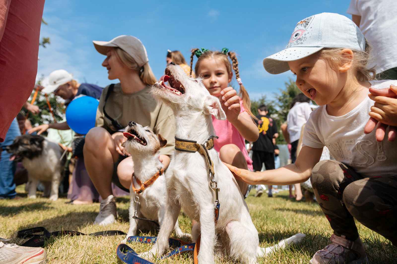 Открытие современной площадки для выгула собак в ТиНАО – события на сайте «Московские Сезоны»