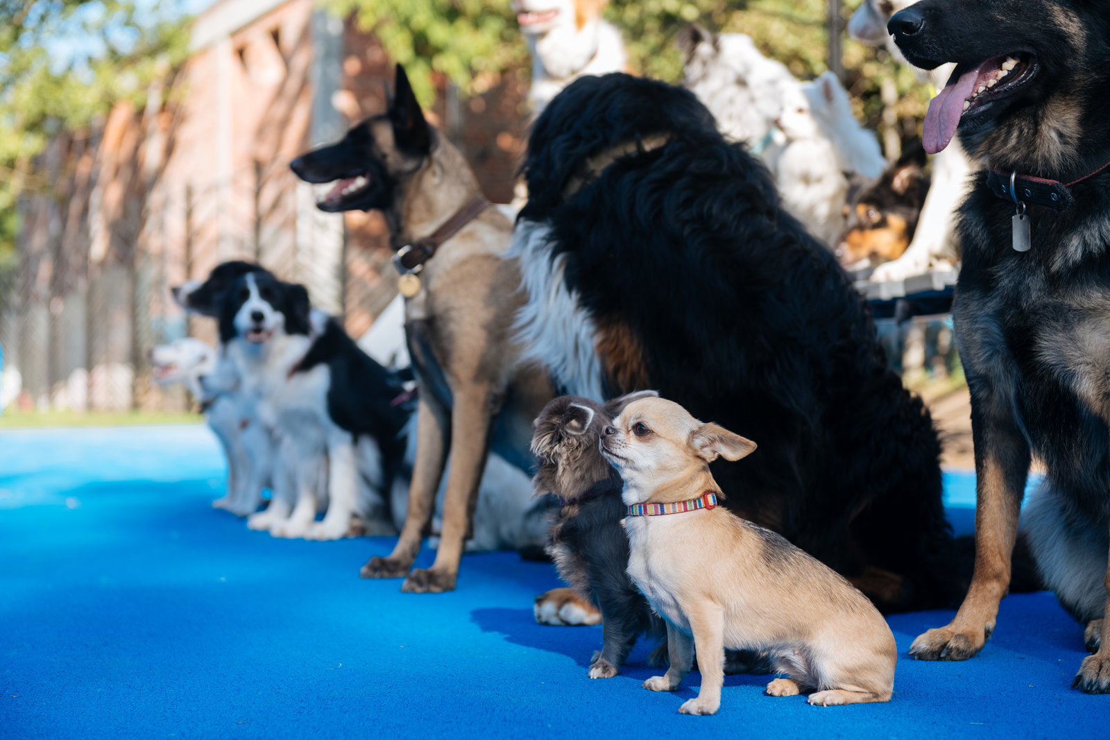 Открытие современной площадки для выгула собак в Ясенево – события на сайте «Московские Сезоны»