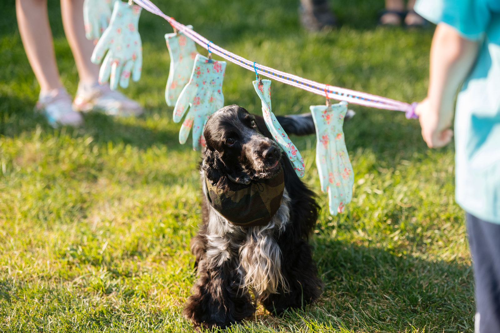 Открытие современной площадки для выгула собак в Гольяново – события на сайте «Московские Сезоны»