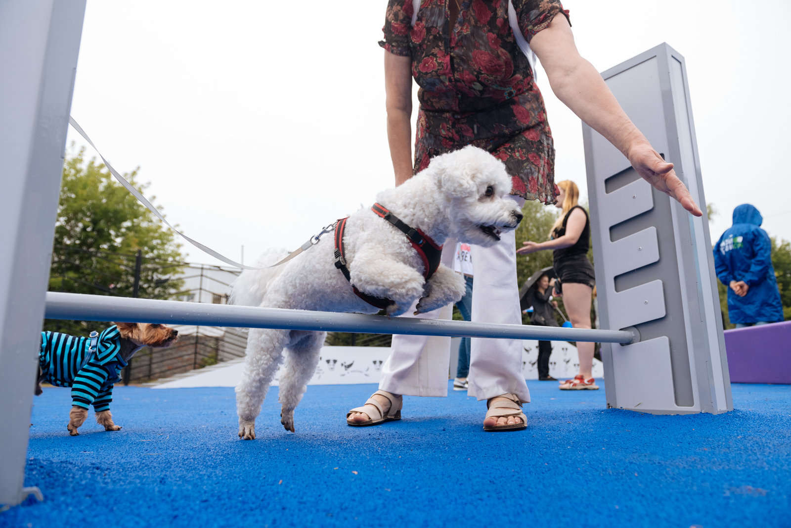 Открытие современных площадок для выгула собак в Ярославском районе – события на сайте «Московские Сезоны»