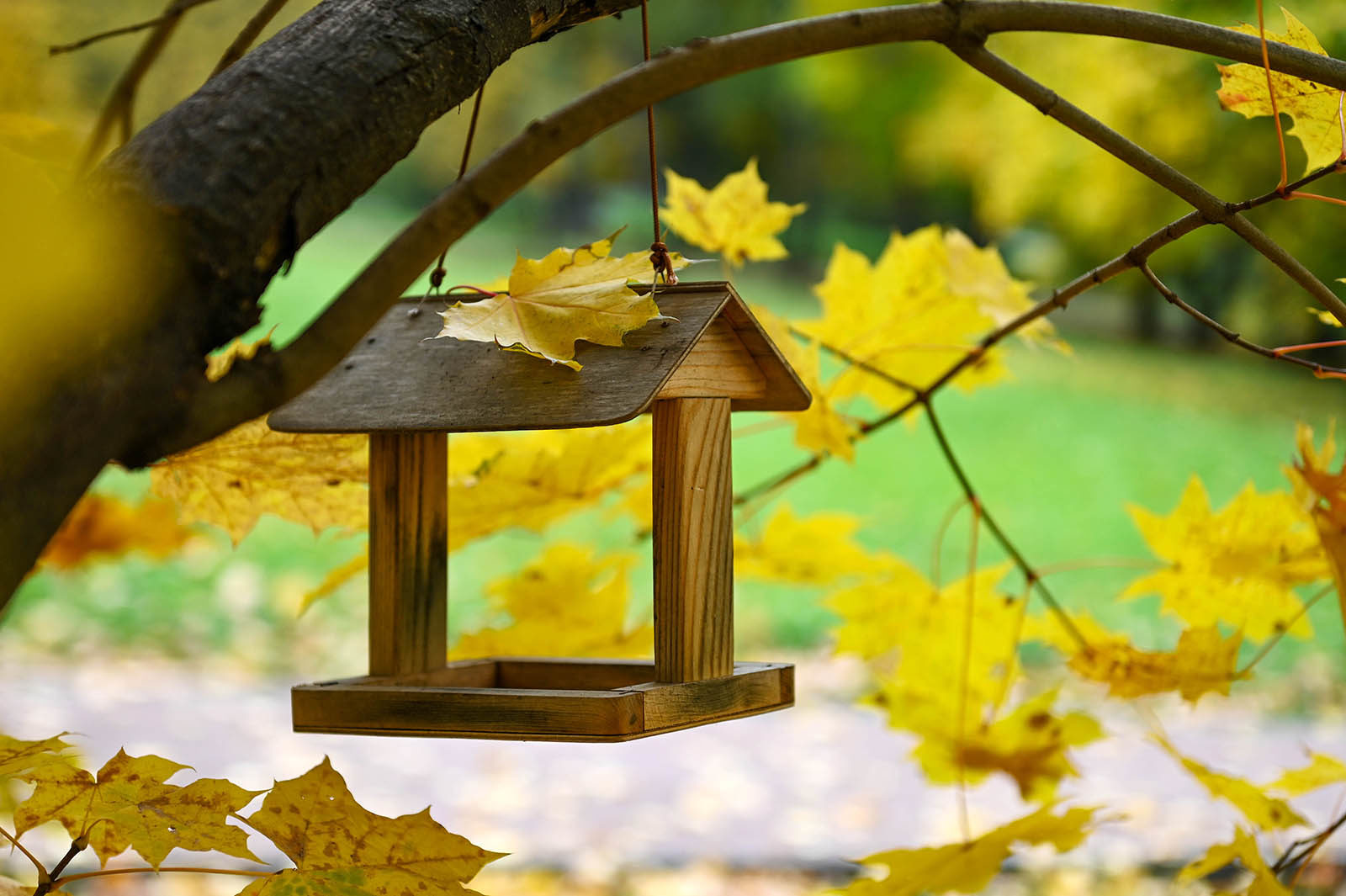 Синичкин день в культурном центре «Митино» – события на сайте «Московские Сезоны»