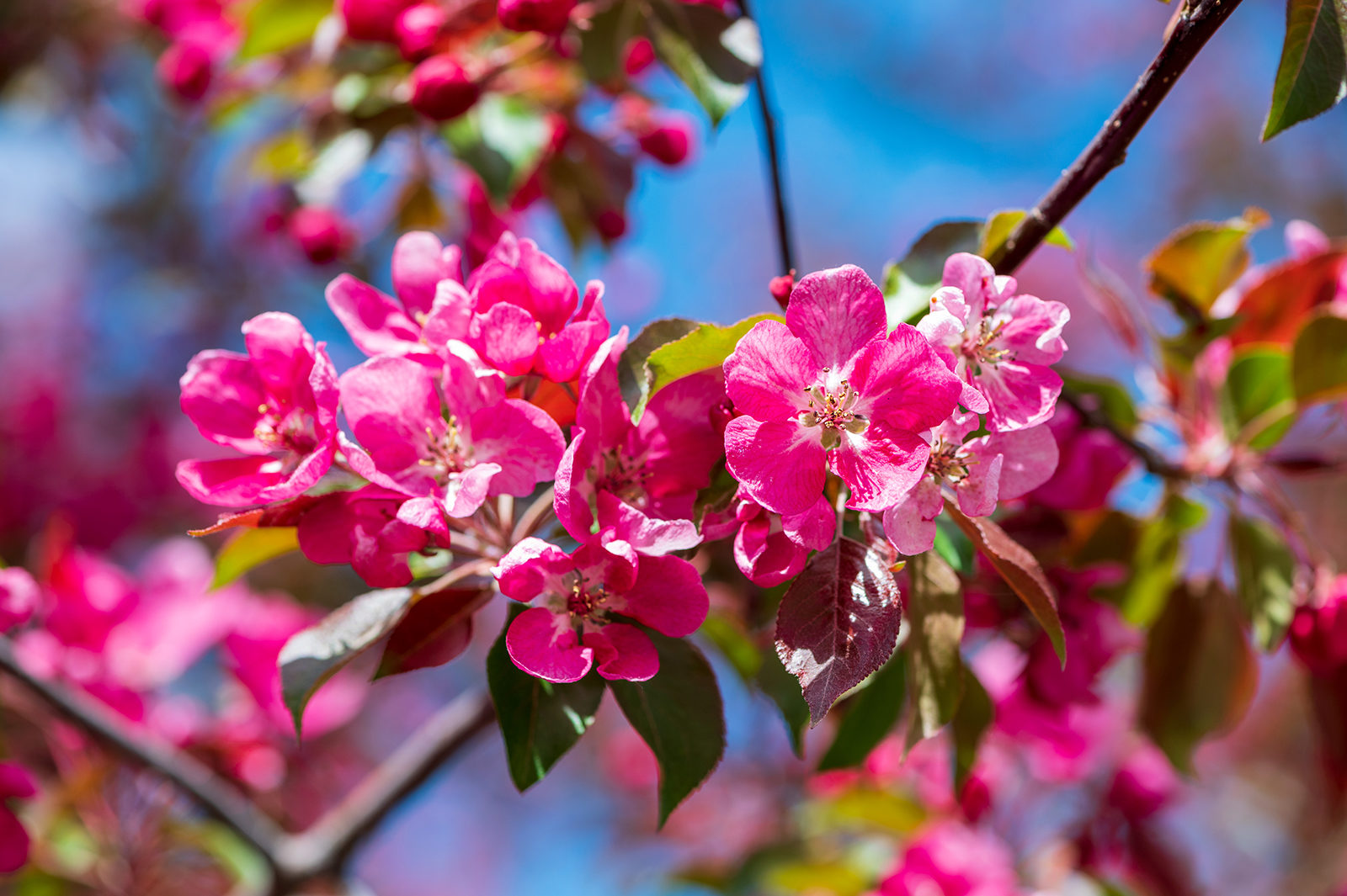 «Весеннее настроение» в библиотеке № 179 – события на сайте «Московские Сезоны»