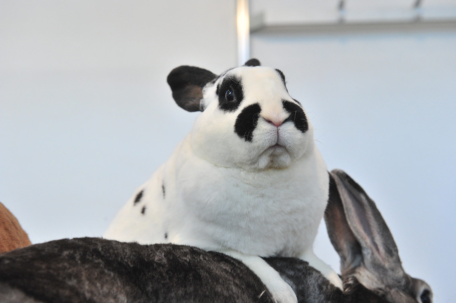 «Мороз и заяц» в библиотеке № 37 – события на сайте «Московские Сезоны»