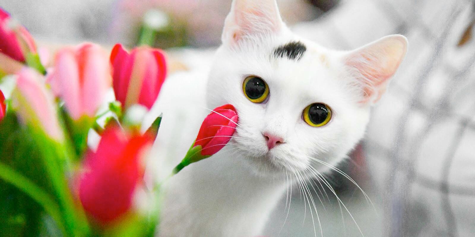 «Кто в доме хозяин?» в библиотеке № 248 – события на сайте «Московские Сезоны»