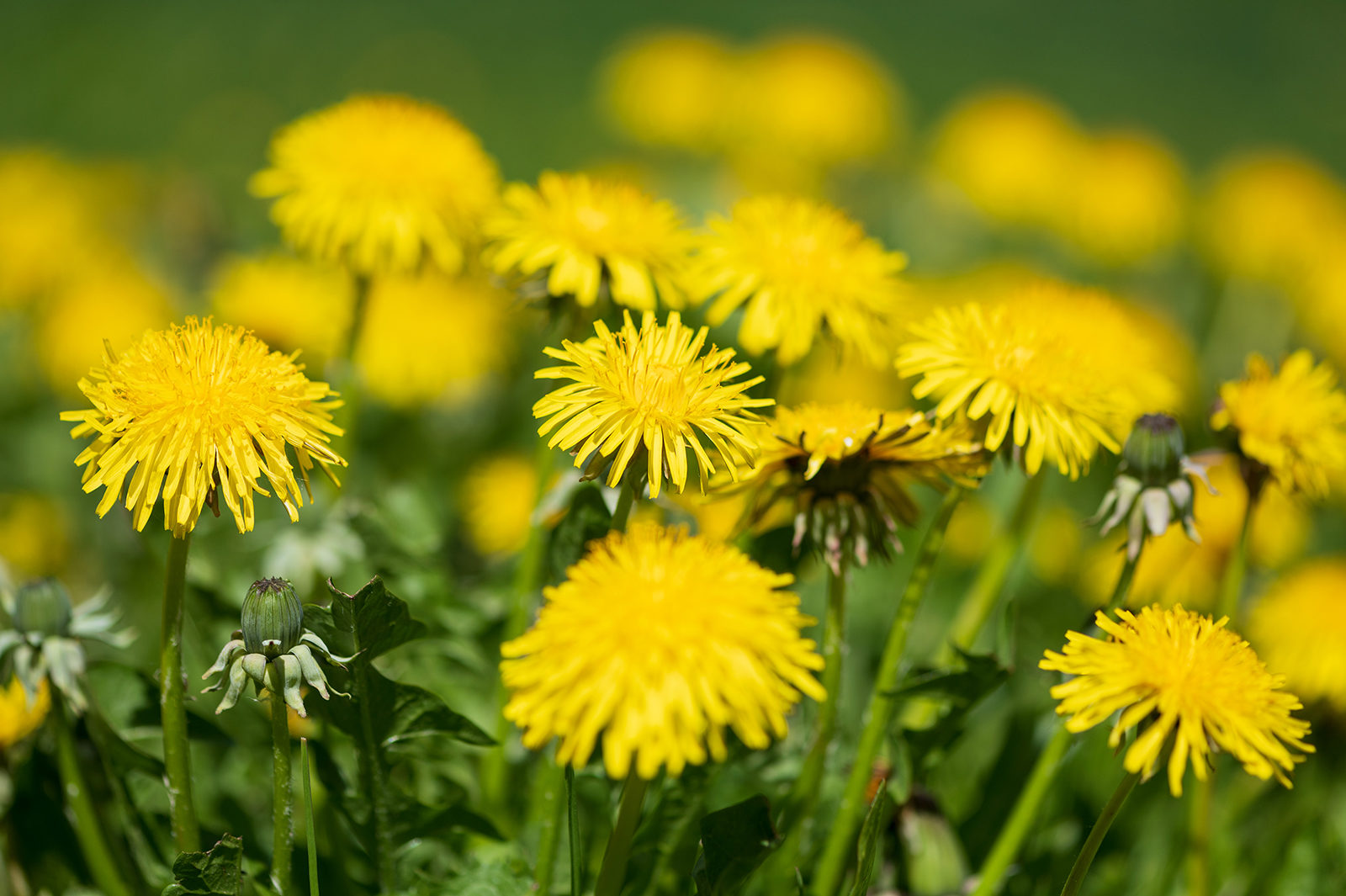 «Одуванчики» в библиотеке № 181 – события на сайте «Московские Сезоны»