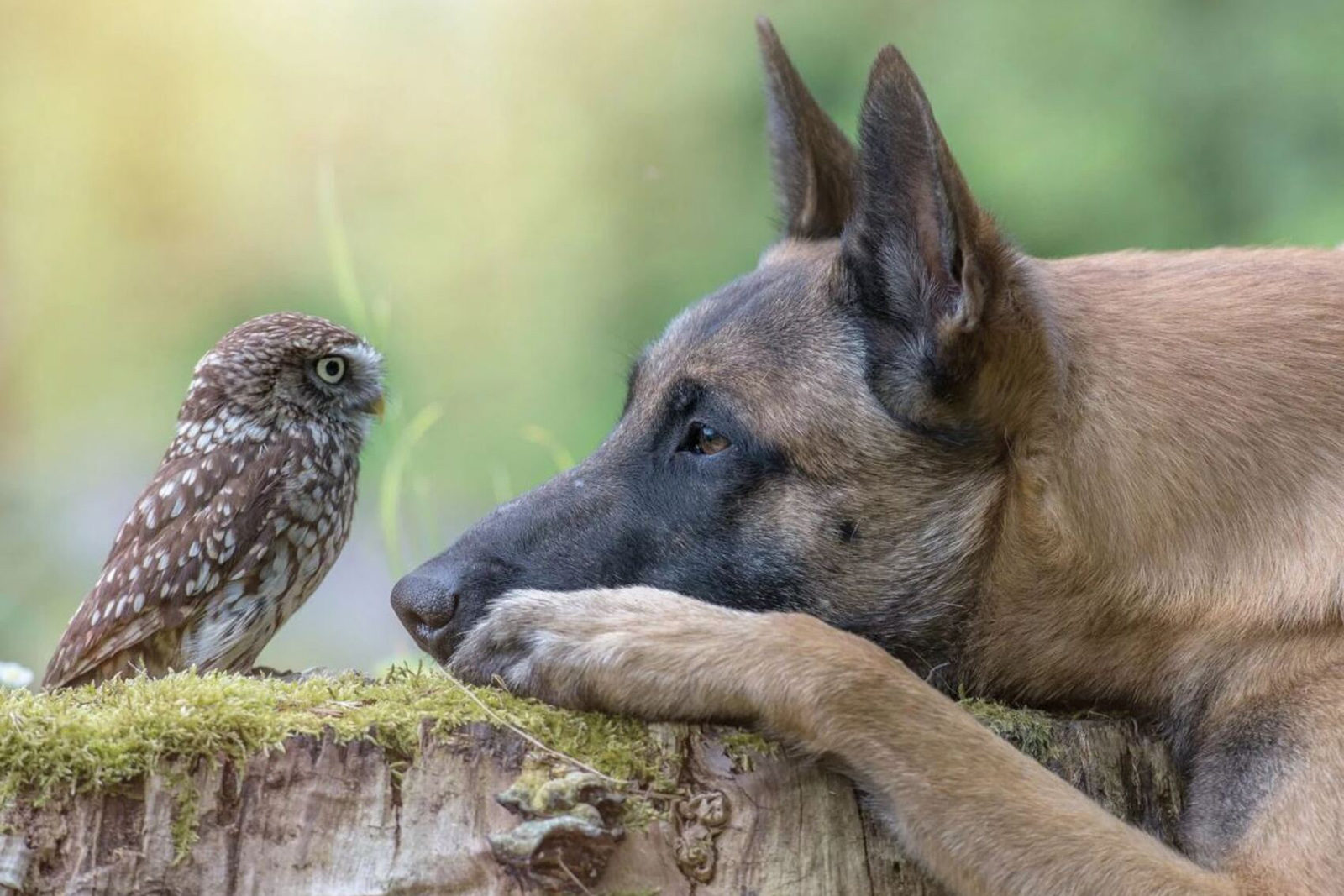 «Соседи по планете» в культурном центре «Митино» – события на сайте «Московские Сезоны»
