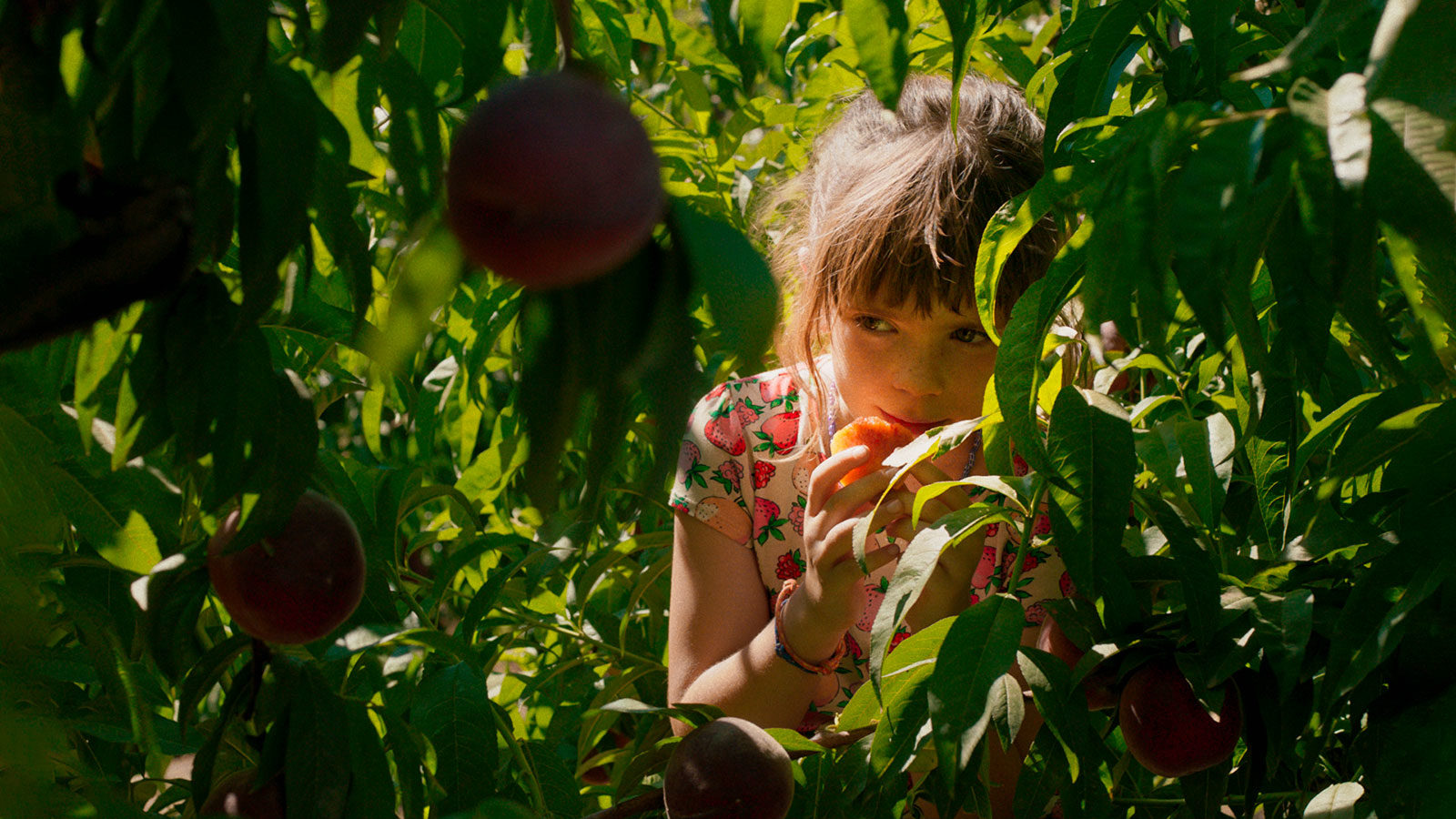 «Земля Алькаррас» в Музее Победы – события на сайте «Московские Сезоны»
