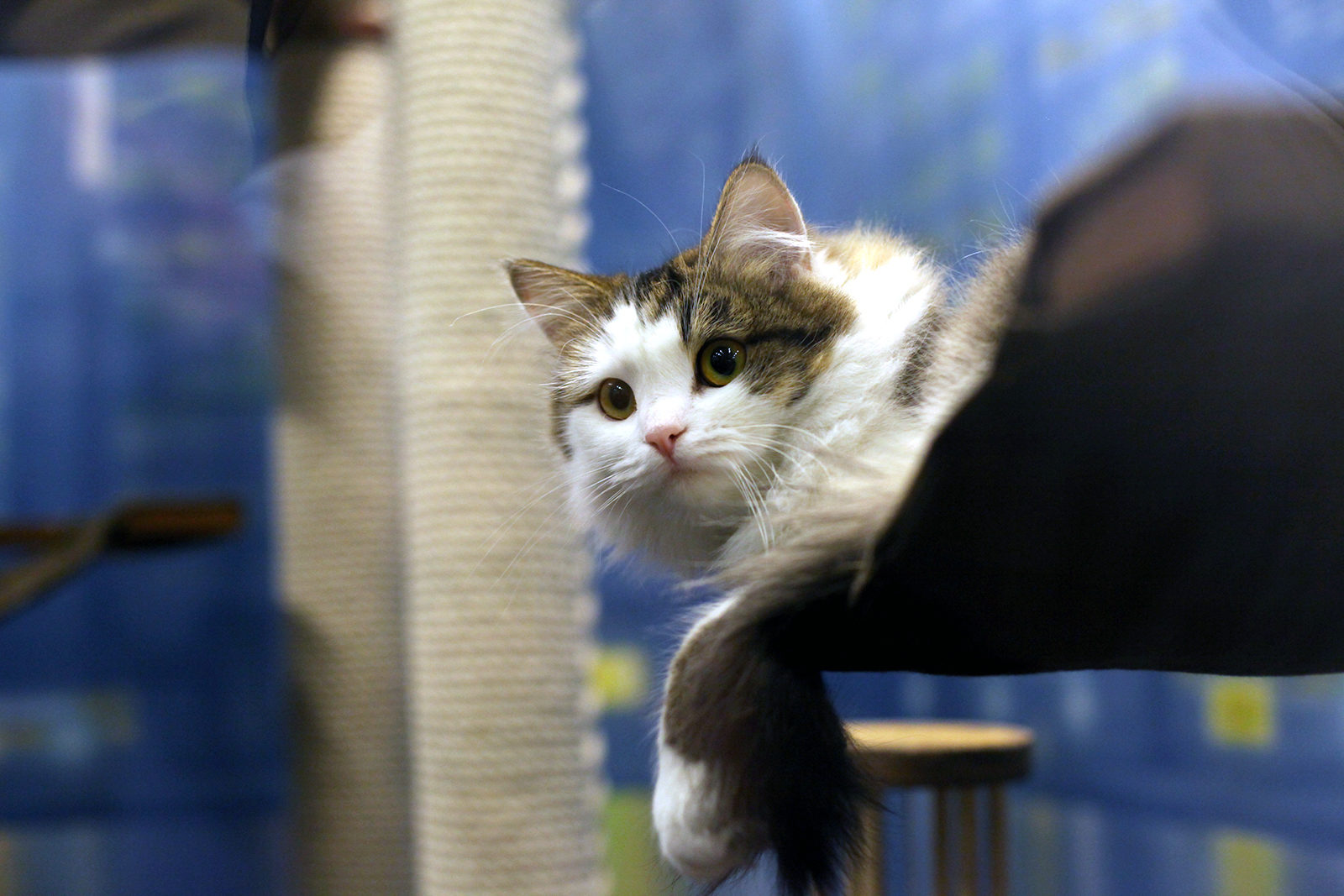 «Я — клоун, или Котостройка» в Театре кошек Куклачева – события на сайте «Московские Сезоны»