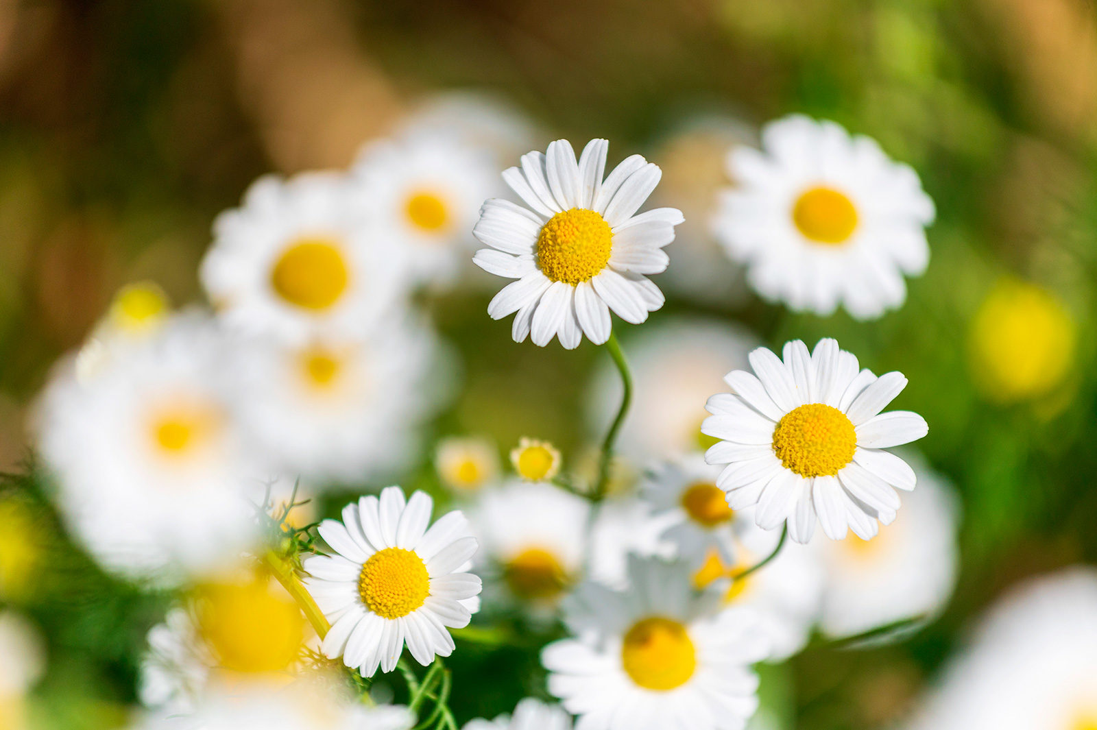 «Ромашка — символ чистоты» в библиотеке № 236 – события на сайте «Московские Сезоны»