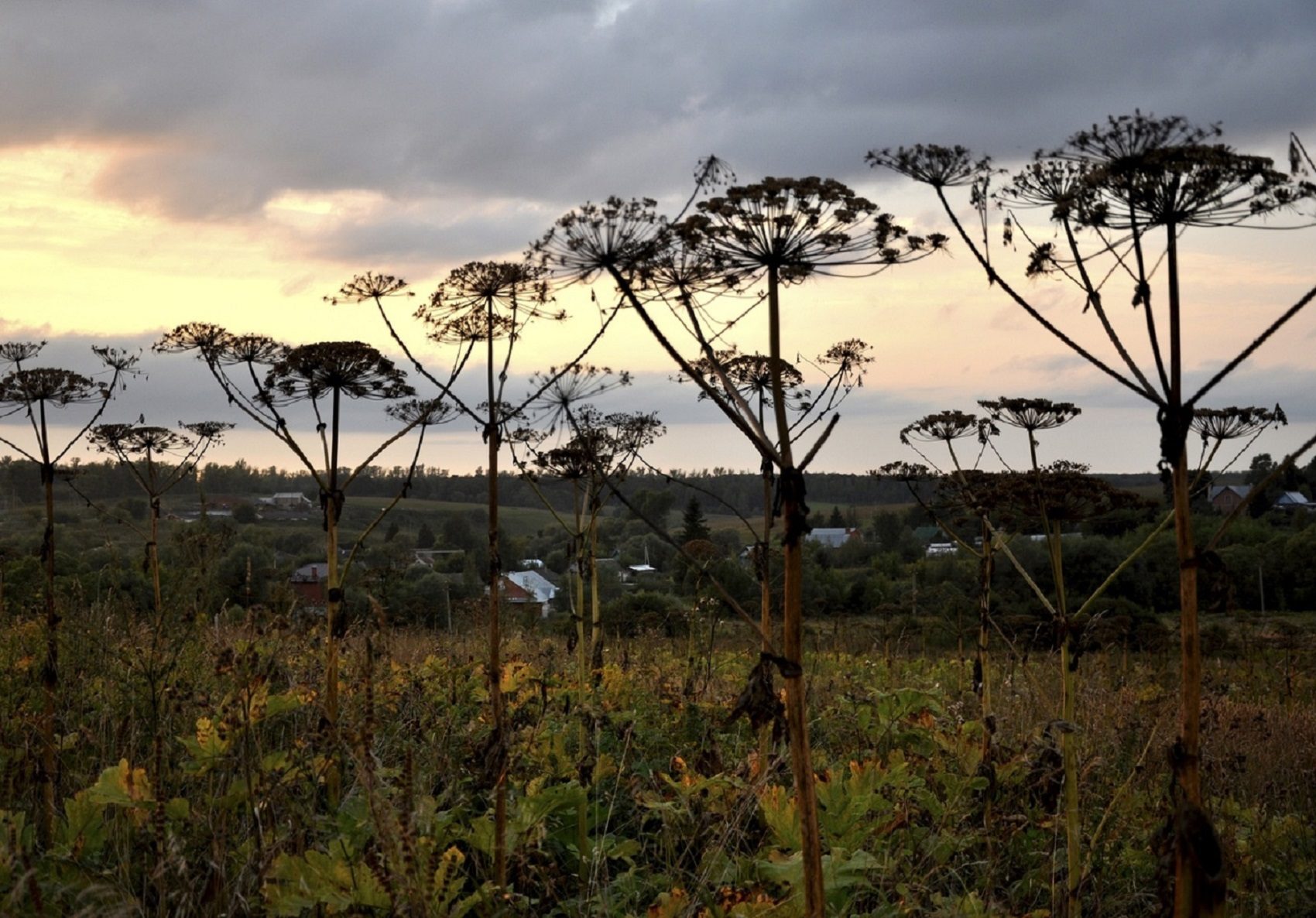 «Черная книга» в Дарвиновском музее – события на сайте «Московские Сезоны»