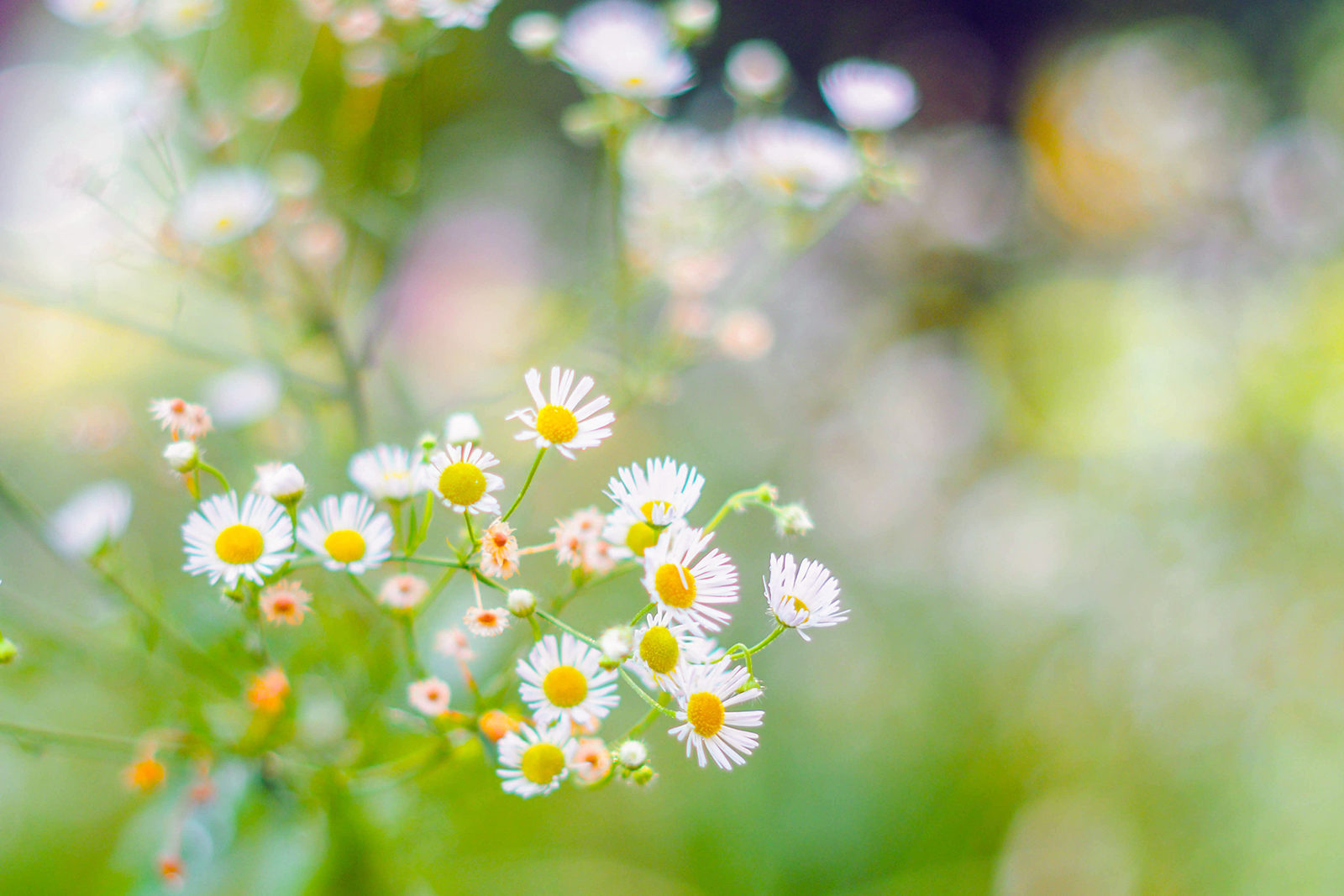 «Счастье там, где верность и любовь» в библиотеке № 239 – события на сайте «Московские Сезоны»