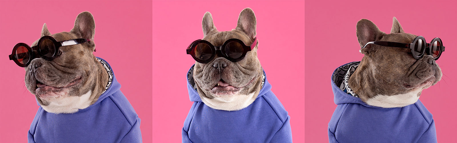 Парад французских бульдогов во Всероссийском музее декоративного искусства – события на сайте «Московские Сезоны»